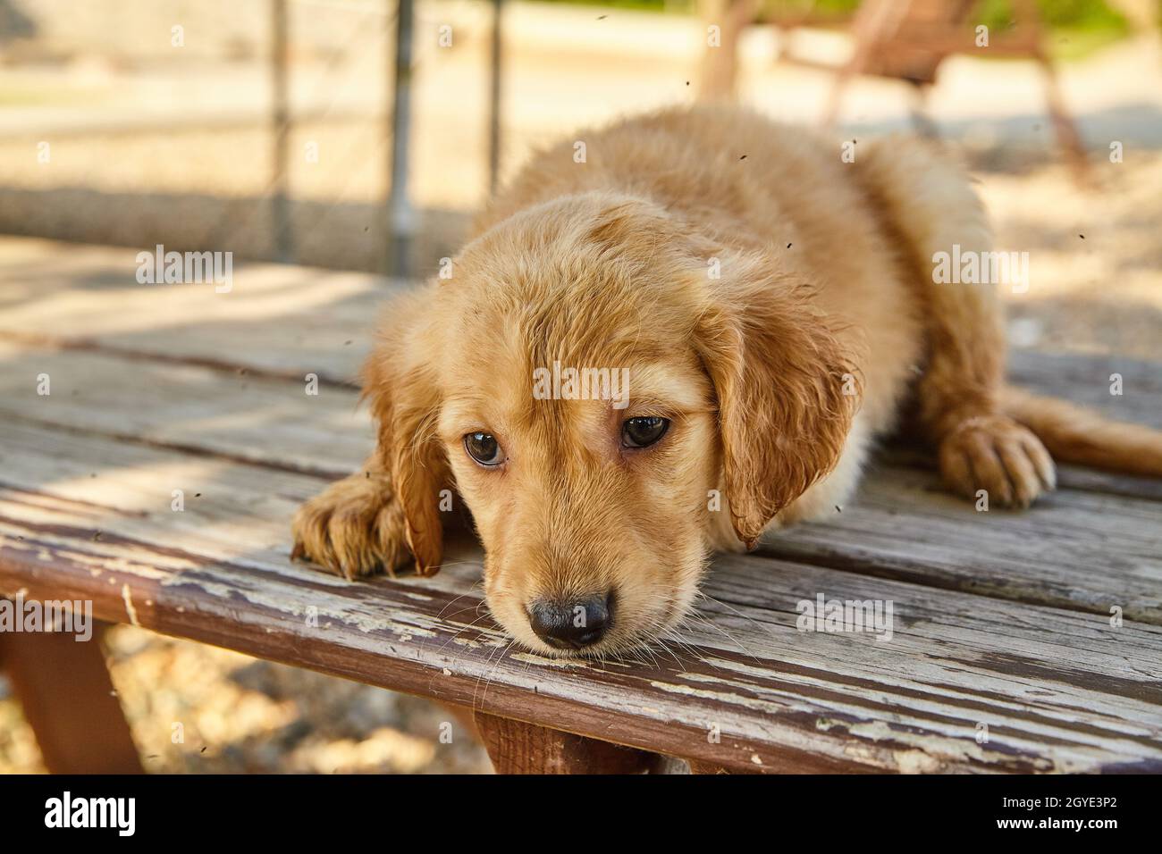 Un chiot ladoodle humide repose sur une table en bois Banque D'Images