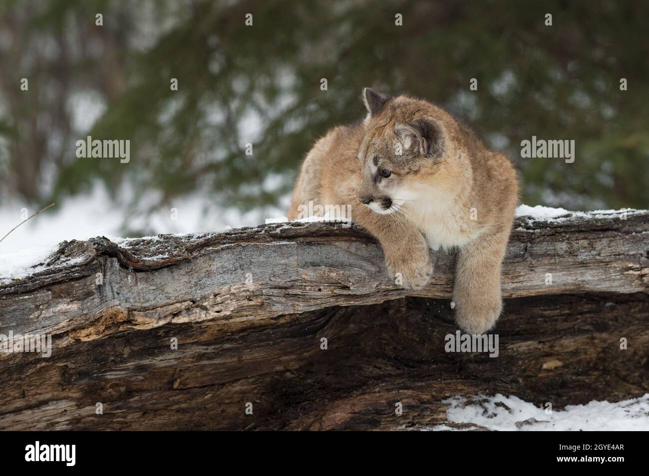 La femelle Cougar (Puma concolor) est suspendue au-dessus de la Log et  regarde l'hiver gauche - animal captif Photo Stock - Alamy