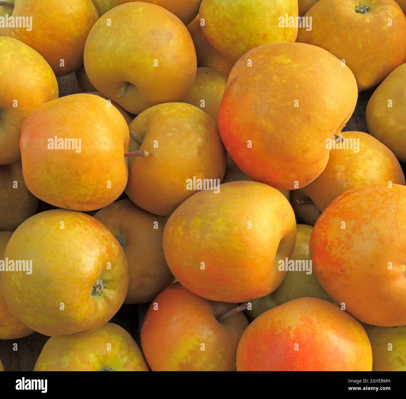 Pomme 't Edmunds Russet', pommes, fruits, vitrine de la ferme, Malus domestica Banque D'Images