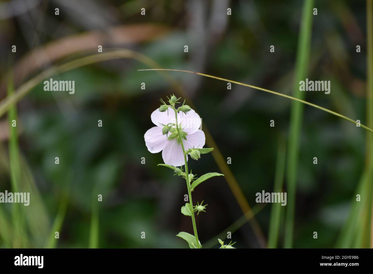L'arrière d'une fleur rose dans le marais du parc national des Everglades Banque D'Images