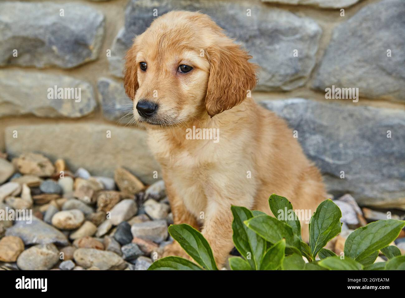 Gros plan de Labradoodle Puppy contre la maison et l'aménagement paysager Banque D'Images