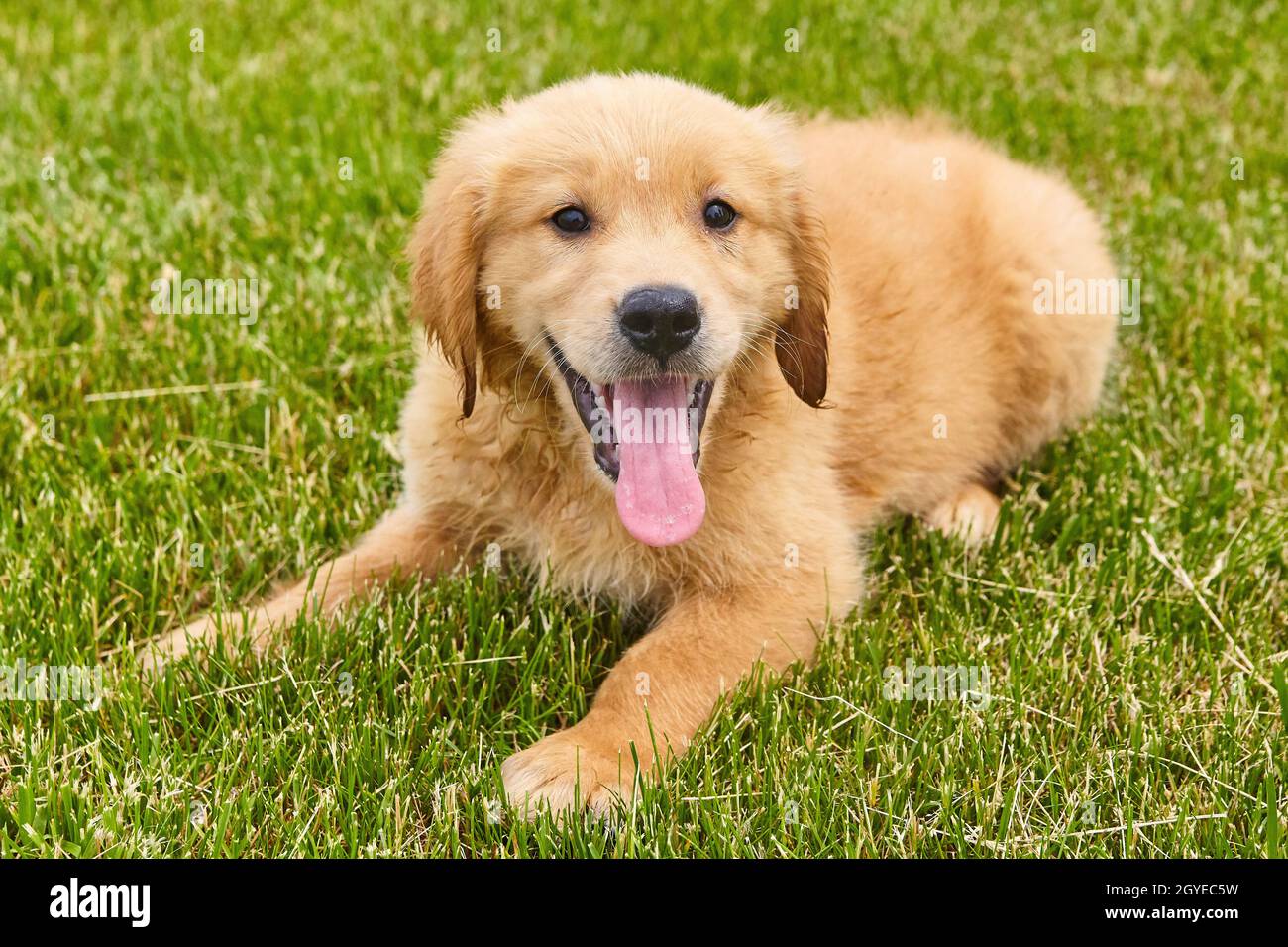 Panting brun Golden retriever chiot reposant dans la pelouse Banque D'Images