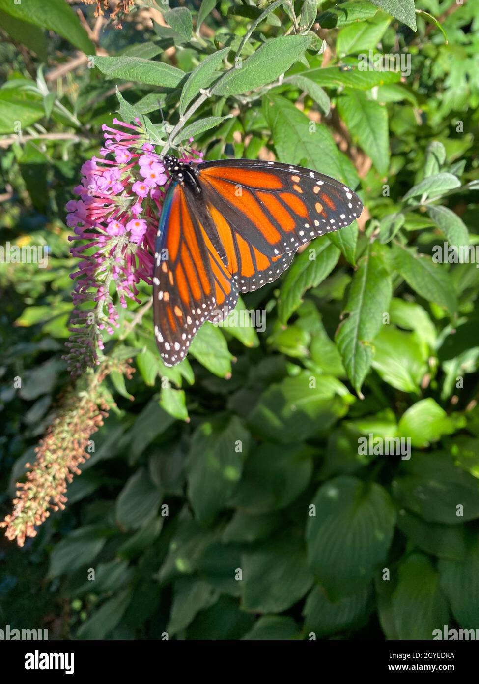 Le magnifique Monarch Butterfly un pollinisateur dans un jardin à la maison à Brooklyn, jardin de New York.Le papillon monarque est l'un des papillons les plus reconnaissables et bien étudiés de la planète.Ses ailes orange sont lacées de lignes noires et bordées de points blancs.Célèbres pour leur migration saisonnière, des millions de monarques migrent des États-Unis et du Canada vers le sud vers la Californie et le Mexique pour l'hiver. Banque D'Images