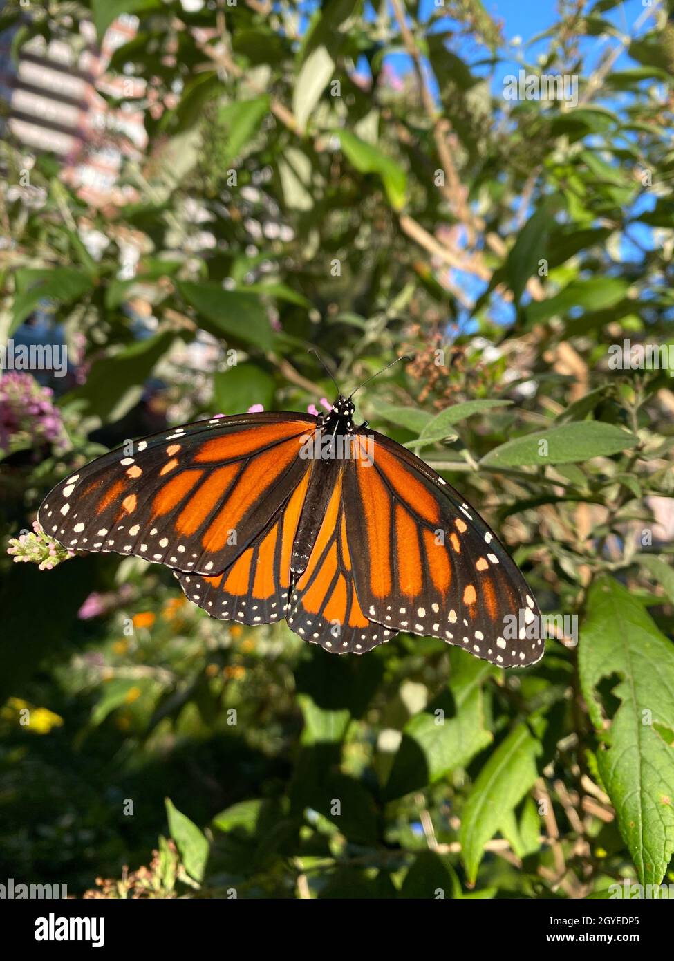 Le magnifique Monarch Butterfly un pollinisateur dans un jardin à la maison à Brooklyn, jardin de New York.Le papillon monarque est l'un des papillons les plus reconnaissables et bien étudiés de la planète.Ses ailes orange sont lacées de lignes noires et bordées de points blancs.Célèbres pour leur migration saisonnière, des millions de monarques migrent des États-Unis et du Canada vers le sud vers la Californie et le Mexique pour l'hiver. Banque D'Images