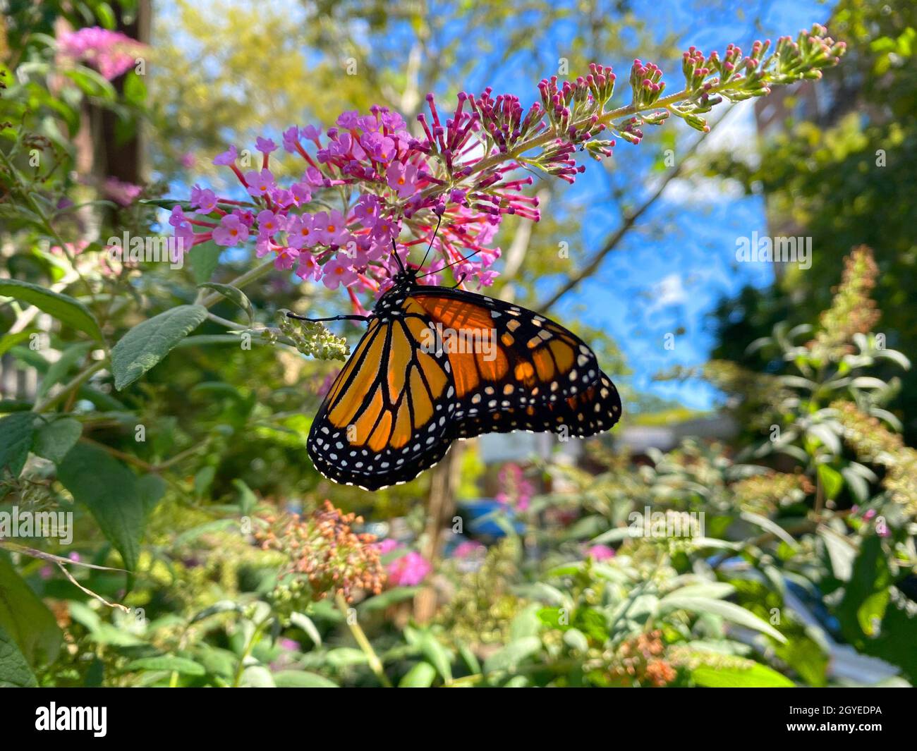 Le magnifique Monarch Butterfly un pollinisateur dans un jardin à la maison à Brooklyn, jardin de New York.Le papillon monarque est l'un des papillons les plus reconnaissables et bien étudiés de la planète.Ses ailes orange sont lacées de lignes noires et bordées de points blancs.Célèbres pour leur migration saisonnière, des millions de monarques migrent des États-Unis et du Canada vers le sud vers la Californie et le Mexique pour l'hiver. Banque D'Images