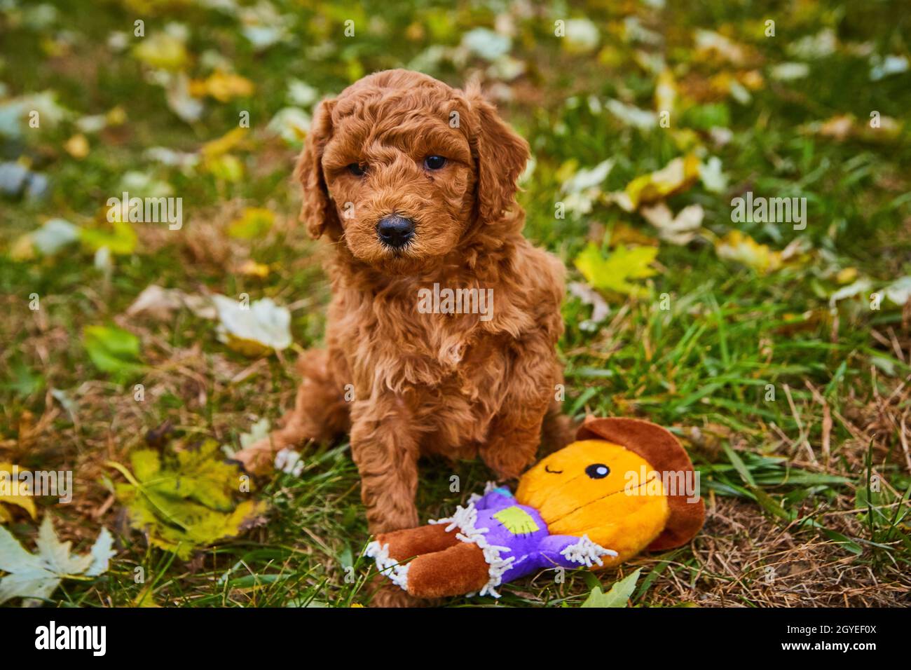 Chiot doré foncé dans le champ de feuilles d'automne à côté du jouet de coulis de citrouille Banque D'Images