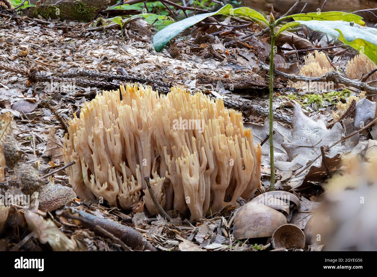 Gros plan d'un champignon de corail de saumon, le Ramaria formosa, entre les aiguilles de pin et la mousse Banque D'Images