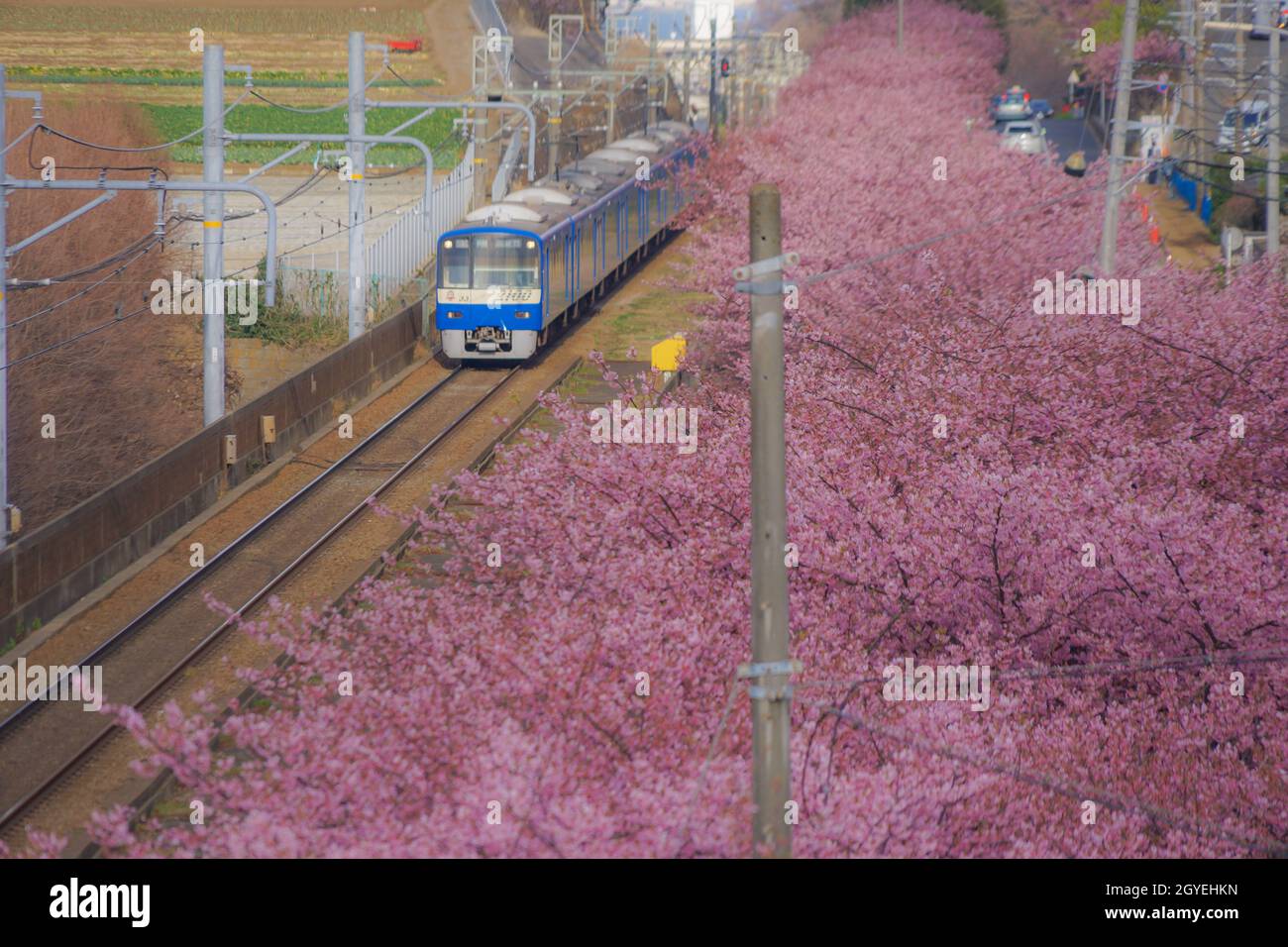 Cerisier de Kawazu et ligne Keikyu (Miurakaigan). Lieu de tournage : préfecture de kanagawa, ville de Yokohama Banque D'Images