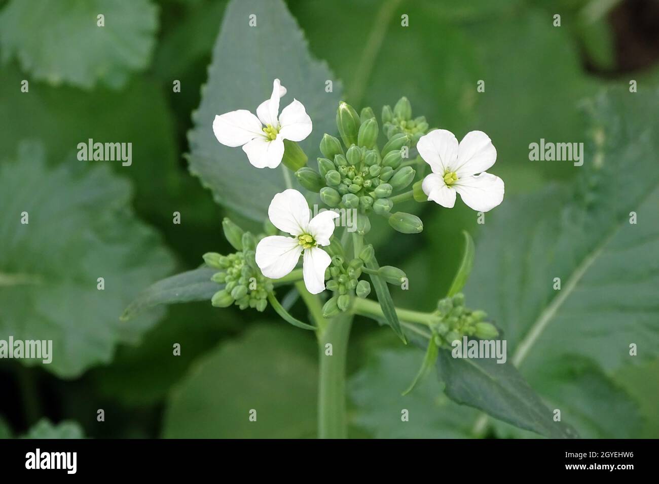 gros plan de la plante de radis et des fleurs blanches, de la fleur de radis , Banque D'Images