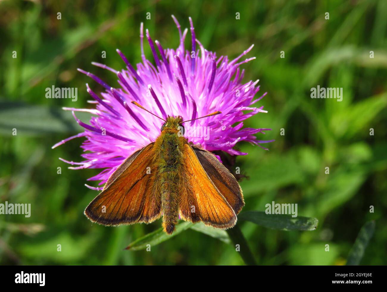 Brunkolbiger Braun-Dickkopffalter miit geöffneten Flügeln auf Flockenblumen-Blüte Nektar saugend,.Oberseite. Banque D'Images