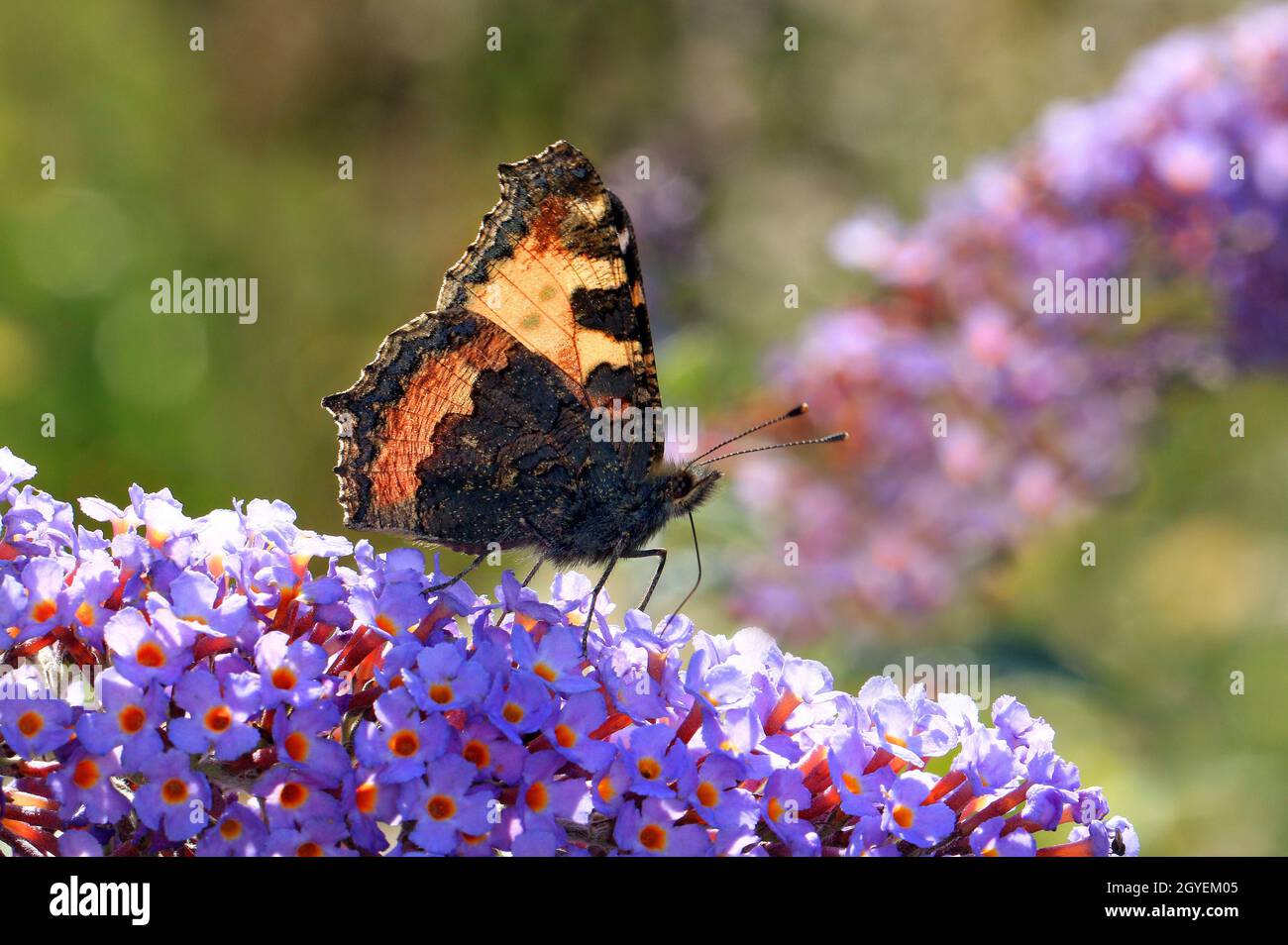 Kleiner Fuchs, Aglais urticaire, auf Buddleia-Blütenstand Banque D'Images