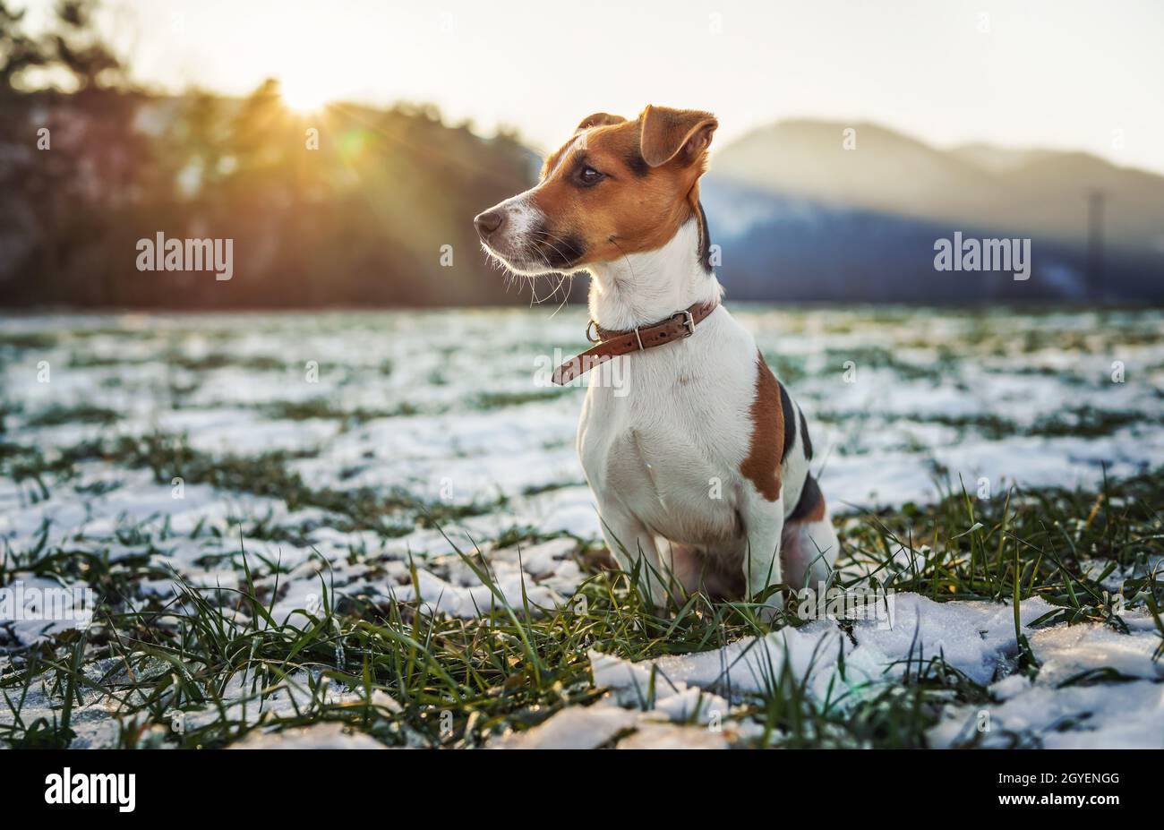 Le petit terrier Jack Russell se tient sur un pré d'herbe verte avec des taches de neige pendant la journée d'hiver glaciale, des arbres flous et des collines derrière elle. Banque D'Images