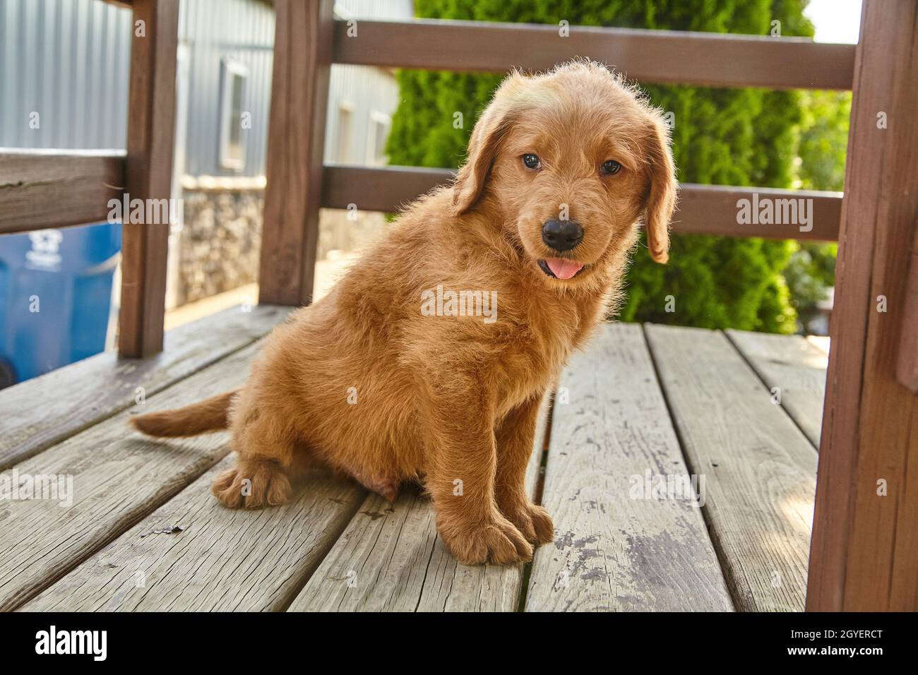 Happy Labradoodle chiot assis sur un mobilier de jardin en bois Banque D'Images