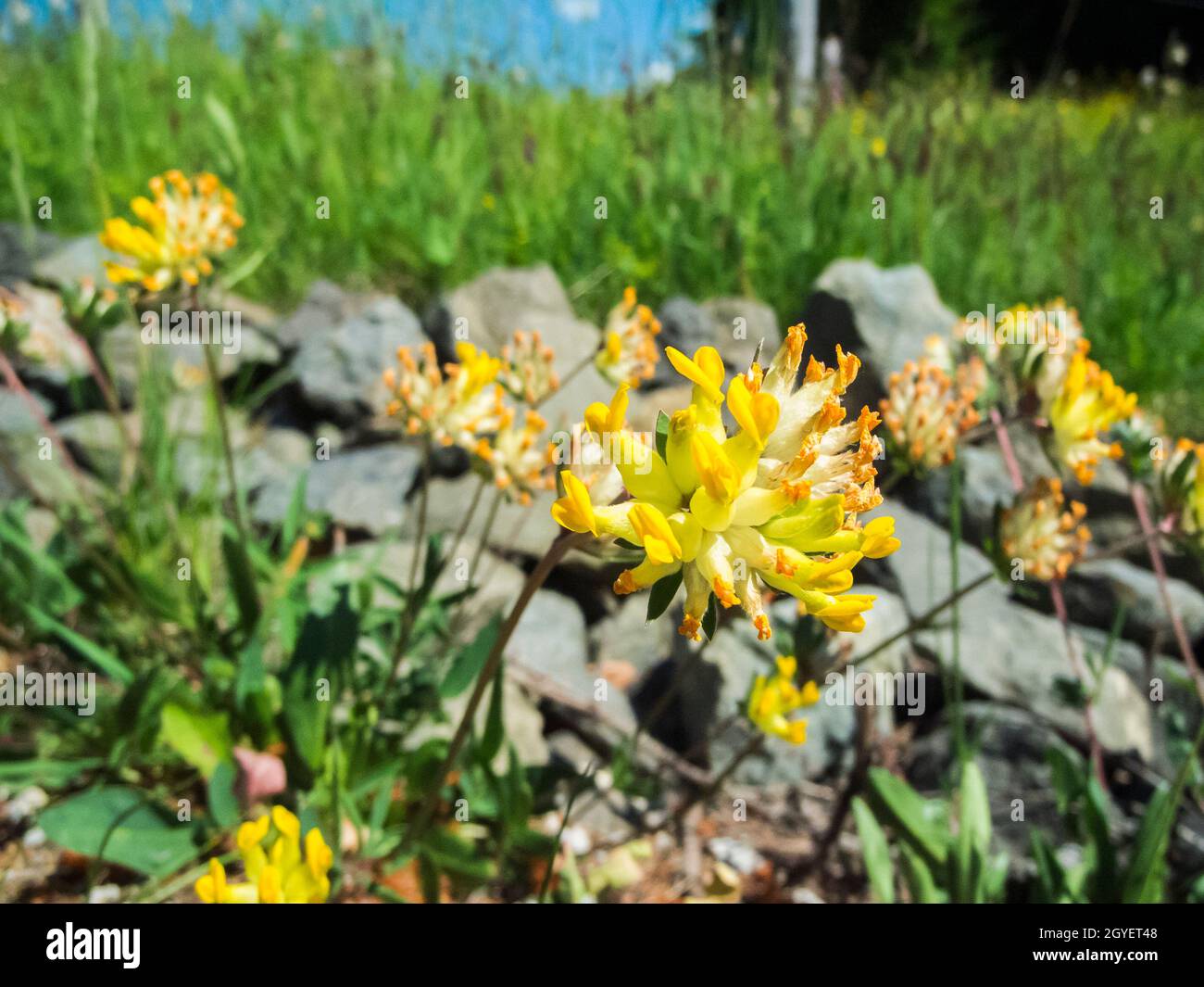 Près du sol vue détaillée d'une seule fleur de l'anthyllis vulneraria (Latin: Anthyllis vulneraria) sur sol pierreux en été en Bavière. Banque D'Images