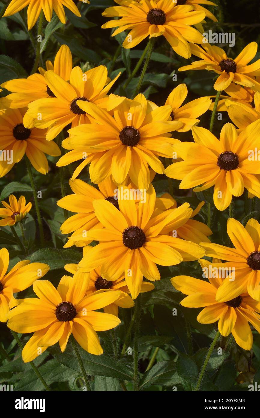 Susan à yeux noirs (Rudbeckia hirta). Appelé Susan à yeux bruns, Betty brune, Marguerite Gloriosa, Jérusalem dorée, Marguerite Poorland, Marguerite jaune et Ox jaune Banque D'Images