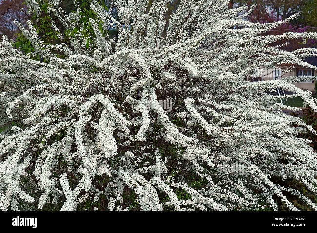 Spirée de Bridalcouronne (Spiraea prunifolia). Banque D'Images