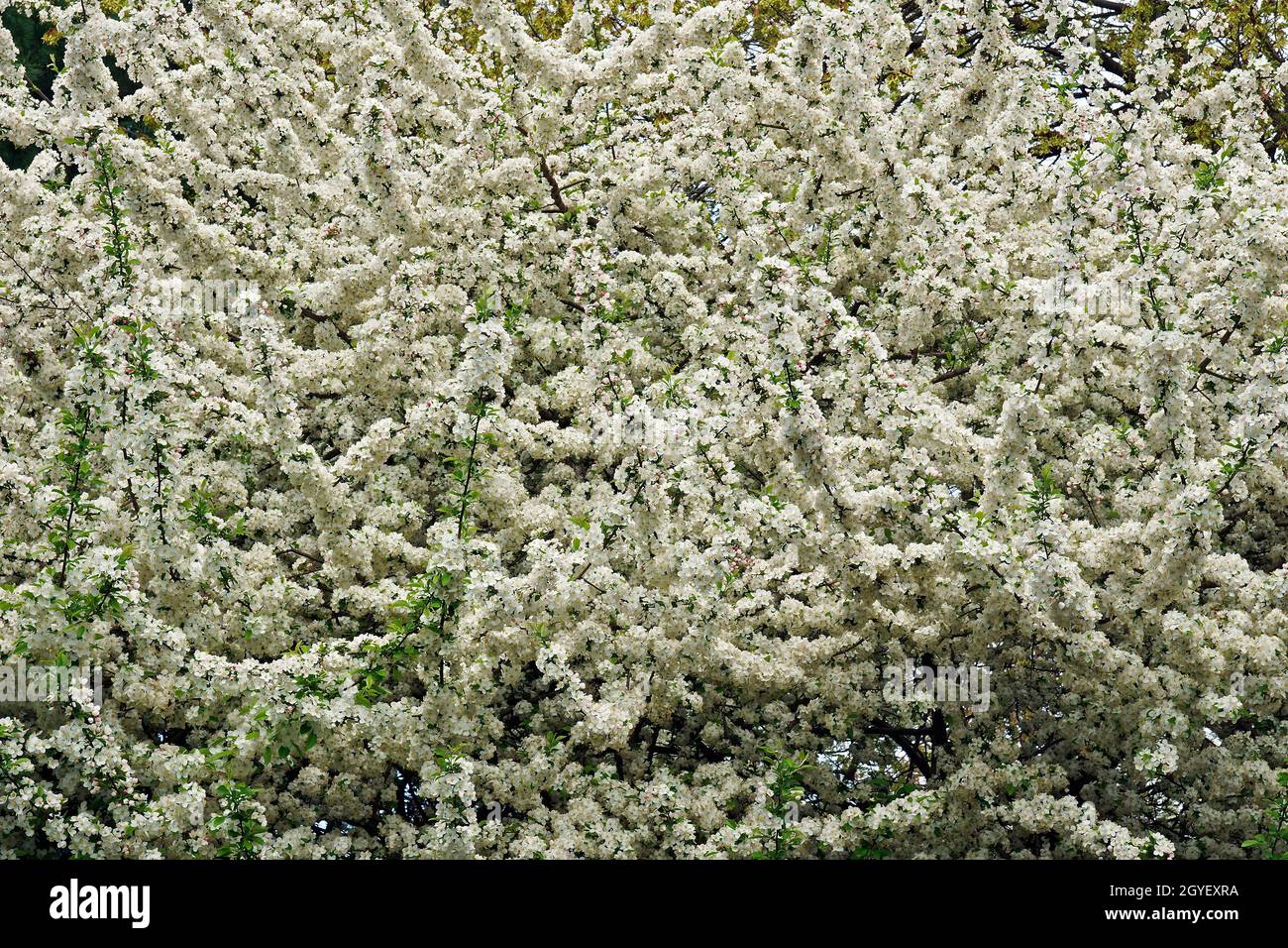 Crabe pommier en fleur (Malus) Banque D'Images