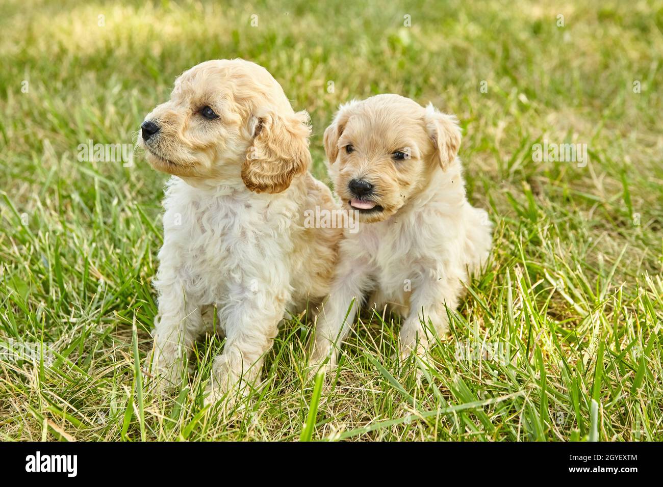 Paire de chiots adorables Goldendoodle dans l'herbe Banque D'Images
