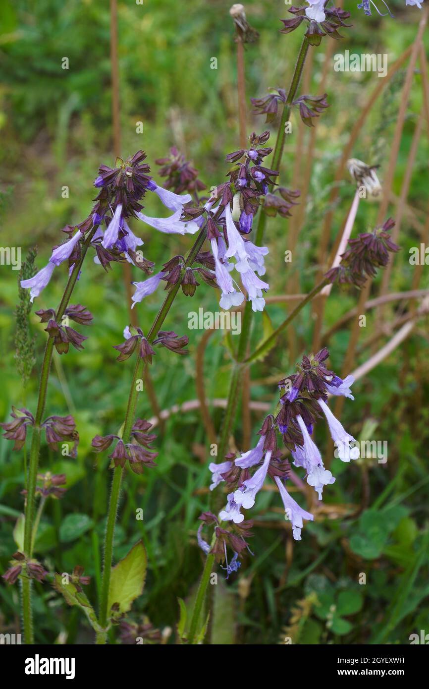 Sauge à feuilles de Lyra (Salvia lyrata). Appelé sauge sauvage et Cancerweed aussi. Banque D'Images