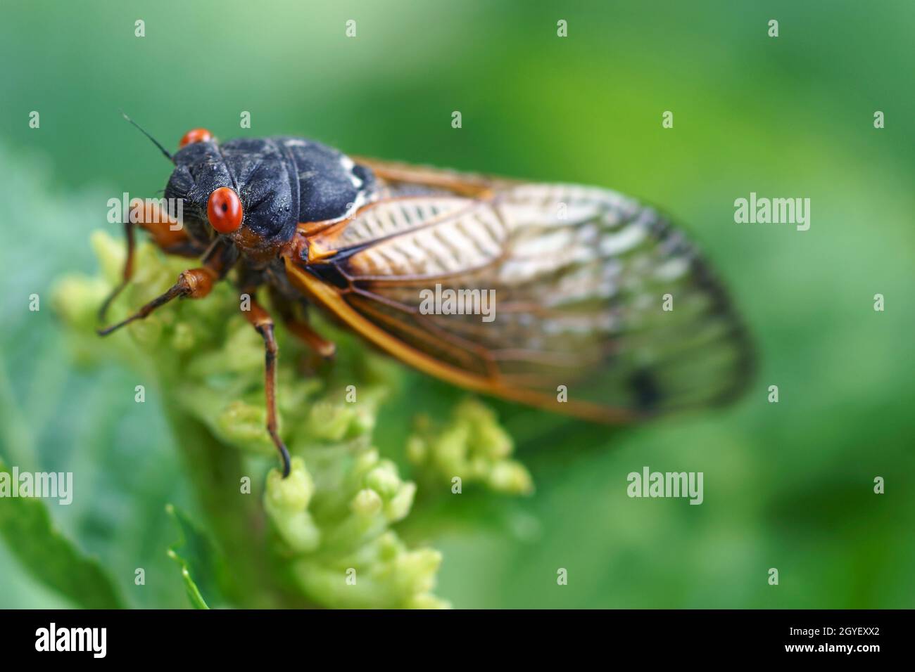 Pharaon cicada (Magicicada septendecim). Appelé également acridien de 17 ans. Banque D'Images