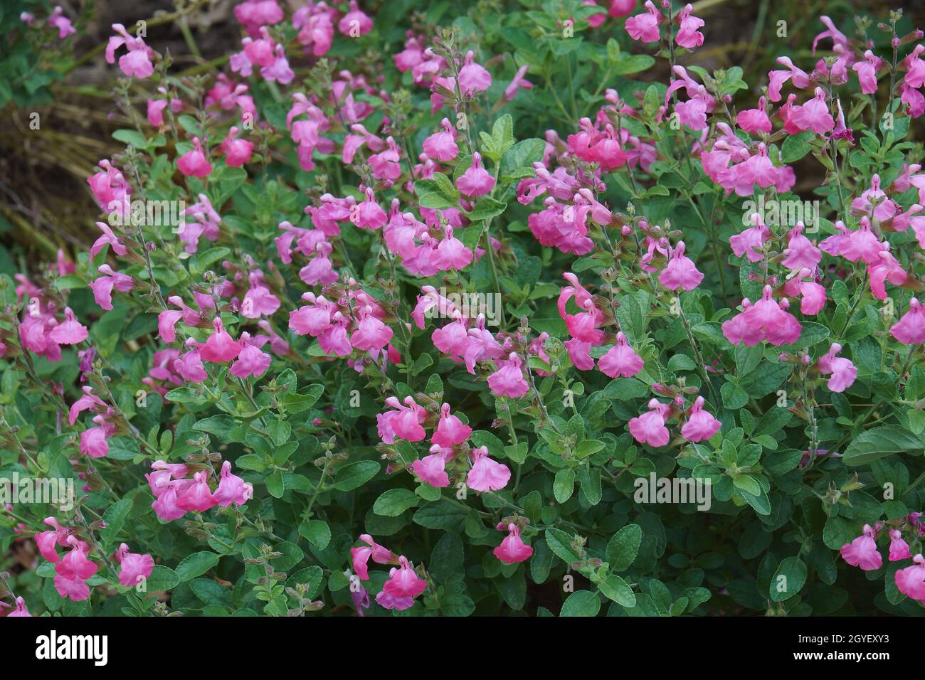 Sauge d'automne (Salvia greggii). Appelé sauge rouge de Chihuahuan et sauge du Texas également. Banque D'Images