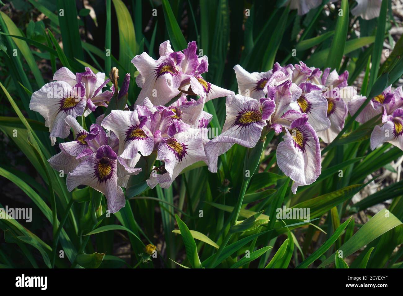 Yukiyanagi Pseudata iris (Iris x pseudodata 'Yukiyanagi'). Un des hybrides entre Iris pseudocorus et Iris ensata Banque D'Images