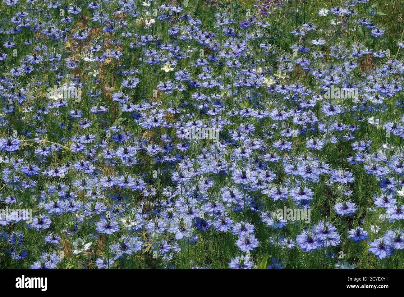 Amour-dans-un-brouillard (Nigella damascena). Appelé Ragged dame and Devil dans la brousse aussi Banque D'Images