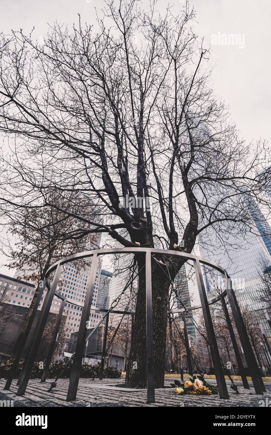 Arbre de survivant qui a résisté 9.11.Attaques contre WTC Memorial Plaza, National septembre 11 Memorial, Manhattan, New York, États-Unis d'Amérique. Banque D'Images