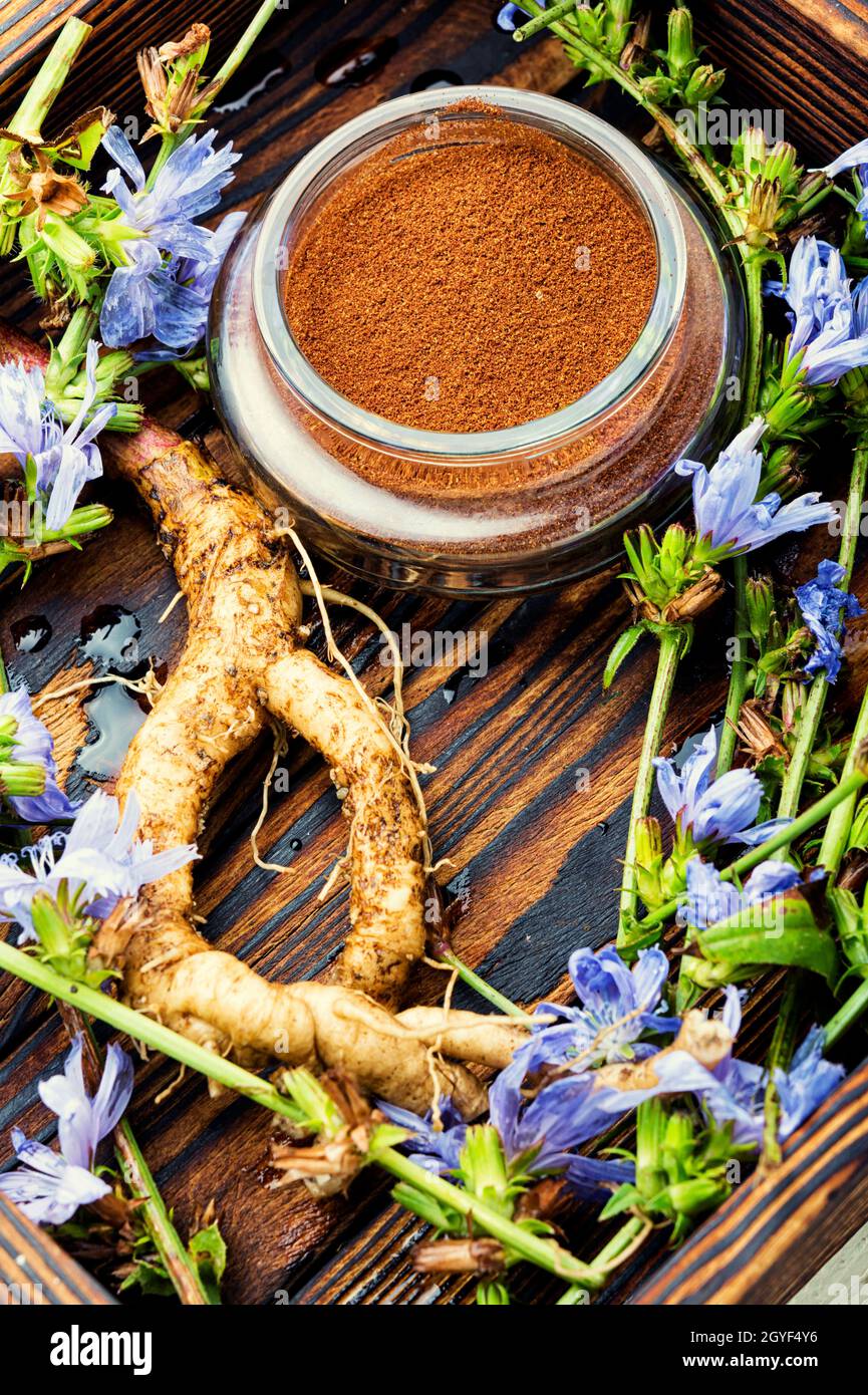 Racine de chicorée et fleurs de chicorée, mauvaises herbes. Plante sauvage en phytothérapie.succédané de café Banque D'Images