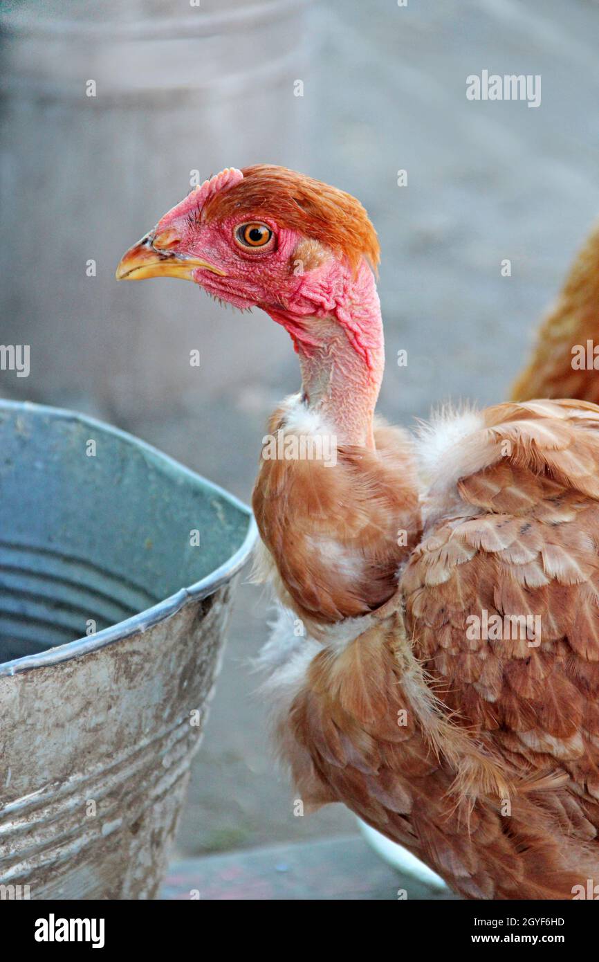 L'eau potable de poule du seau dans la cour de volaille.Oiseau domestique vivant dans la ferme.Les poules de cou nu mangent de la dépression dans la cour de volaille.Oiseaux domestiques.Volaille Banque D'Images