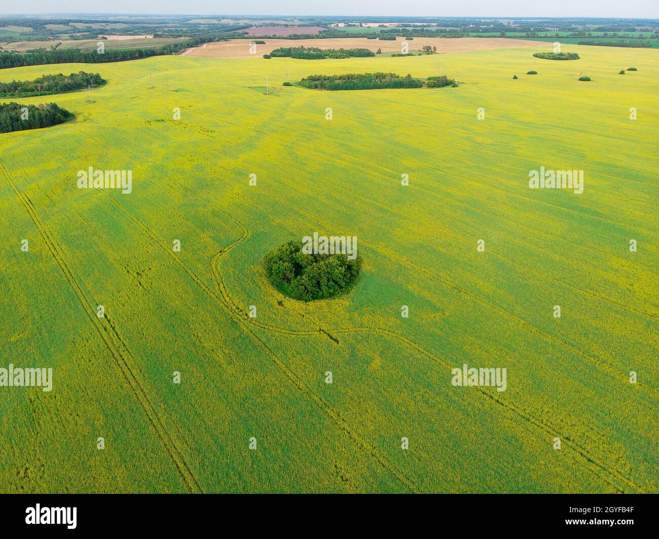 Vue aérienne du champ de colza cultivé depuis le drone pov Banque D'Images