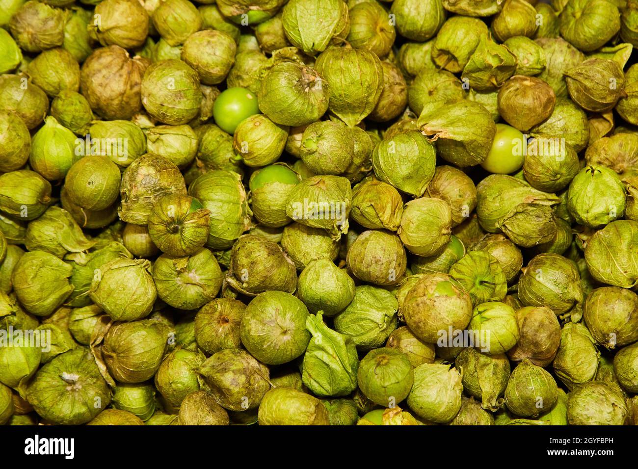 Tomatillos frais de vert dans le récipient Banque D'Images