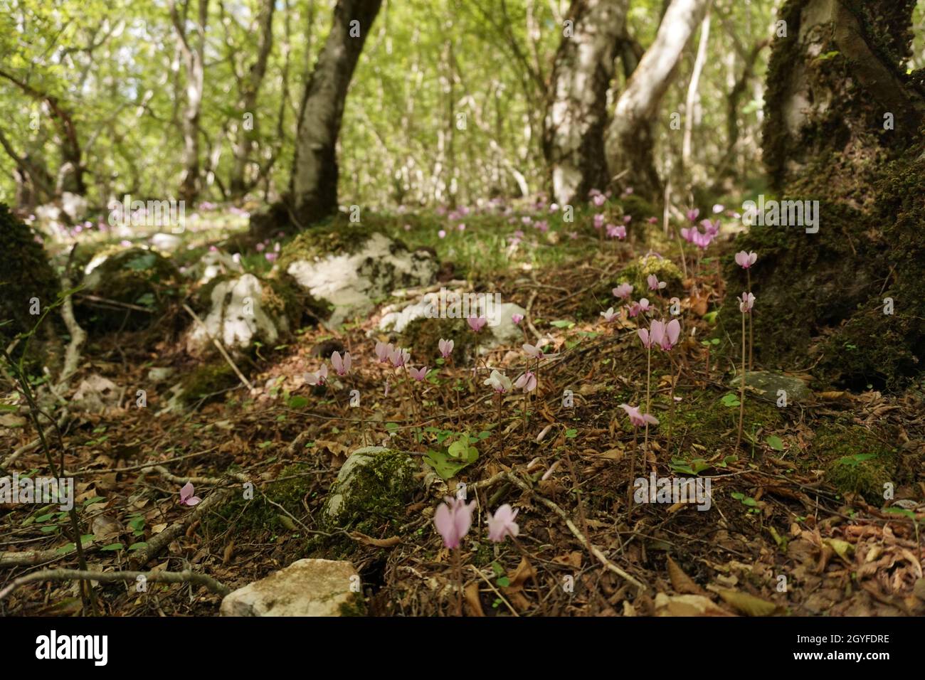 Des cyclamens en pleine floraison sur le chemin du canyon de Bijela, Mostar 2020 Banque D'Images