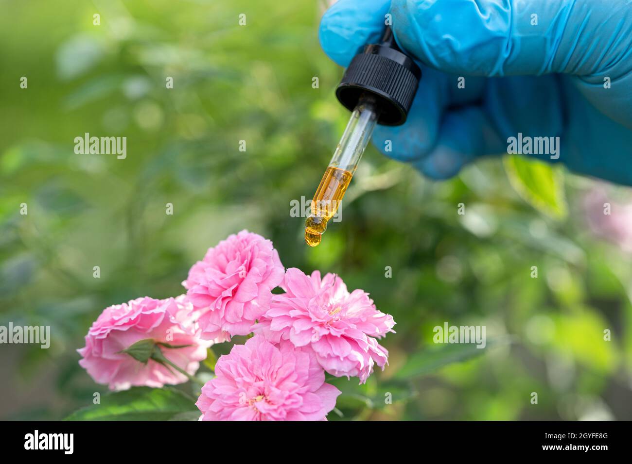 Scientifiques médecin tenant une bouteille d'huile d'herbe de rose plante pour la peau et le produit de parfum, le dosage de gouttelettes, la biologie et l'écologie alternative médecine de la nature. Banque D'Images