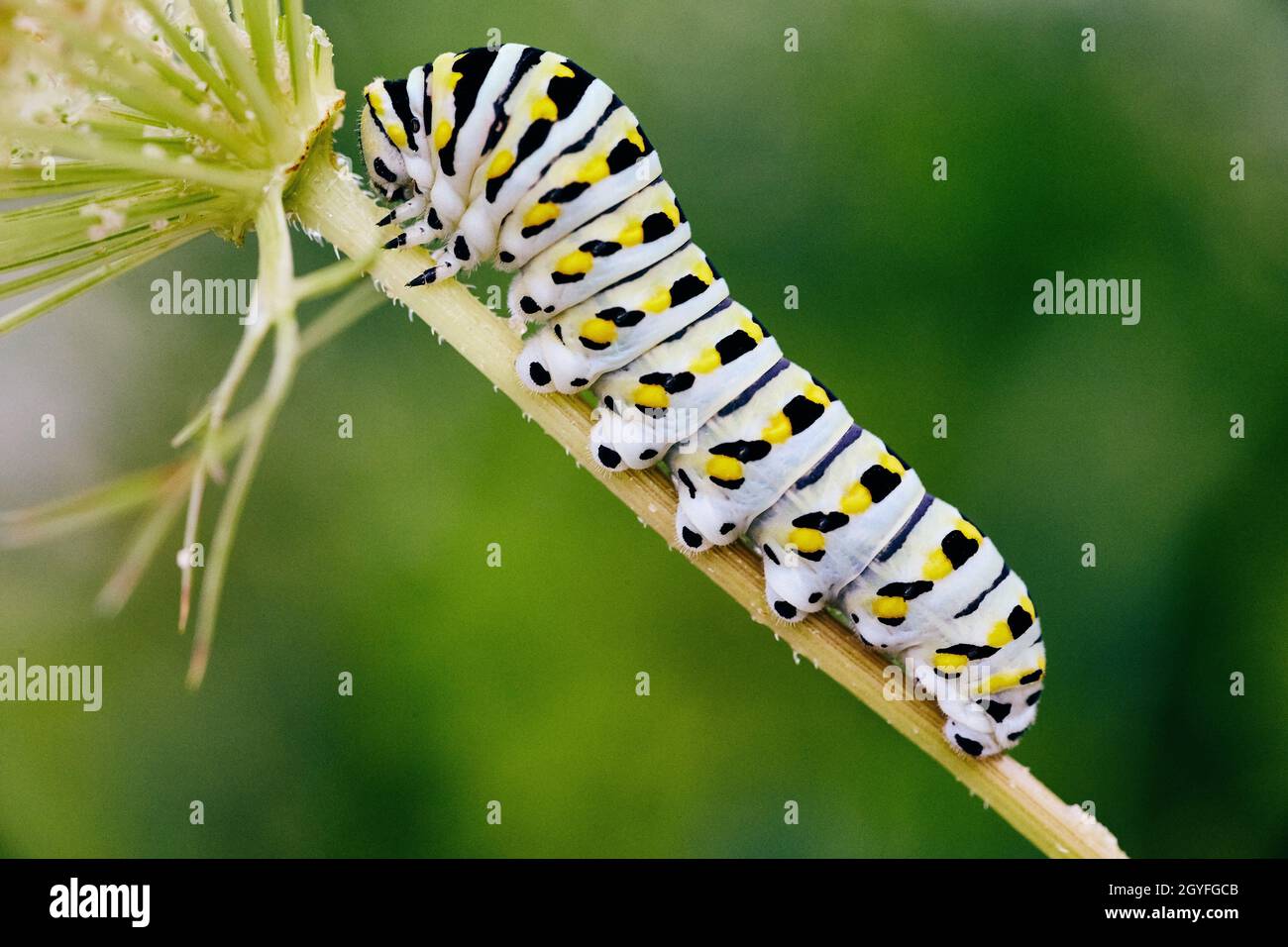 Caterpillar sur le côté blanc avec des bandes noires et des taches jaunes sur la tige Banque D'Images