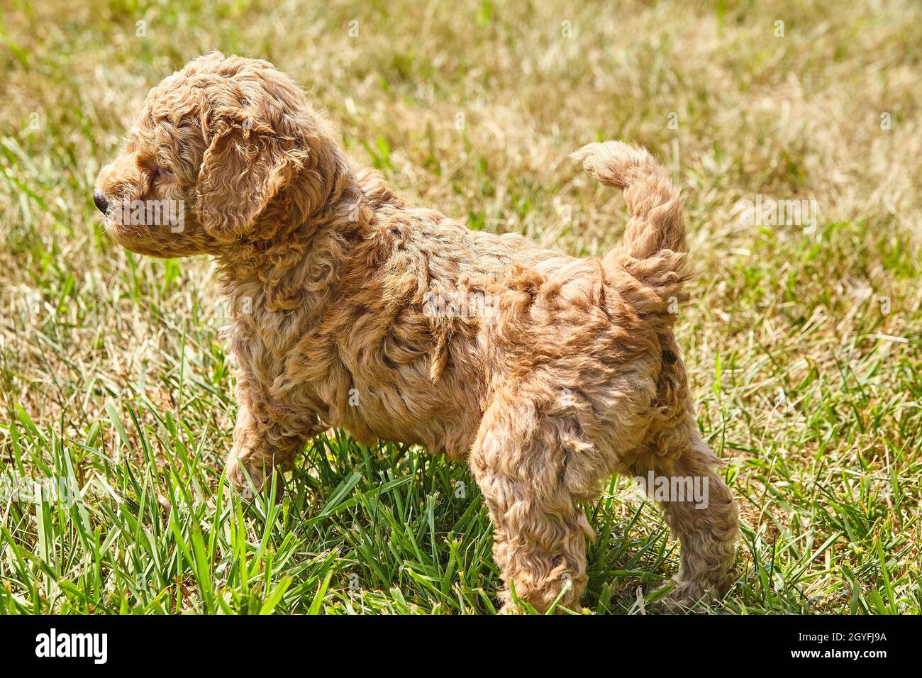 Goldendoodle chiot en regardant loin dans la pelouse Banque D'Images