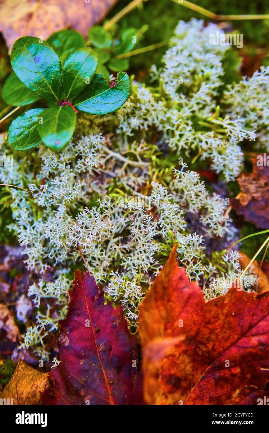 Petite photo macro de plante blanche avec des feuilles d'automne pourpres et rouges profondes sur un fond de forêt Banque D'Images