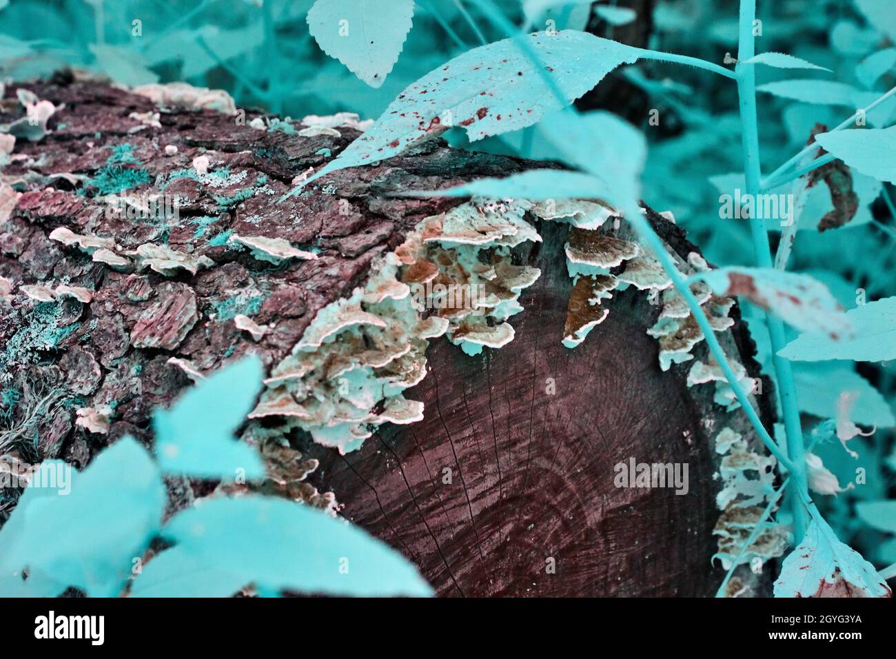 Souche d'arbre mystique avec des champignons et des feuilles de sarcelle tournées dans l'infrarouge Banque D'Images