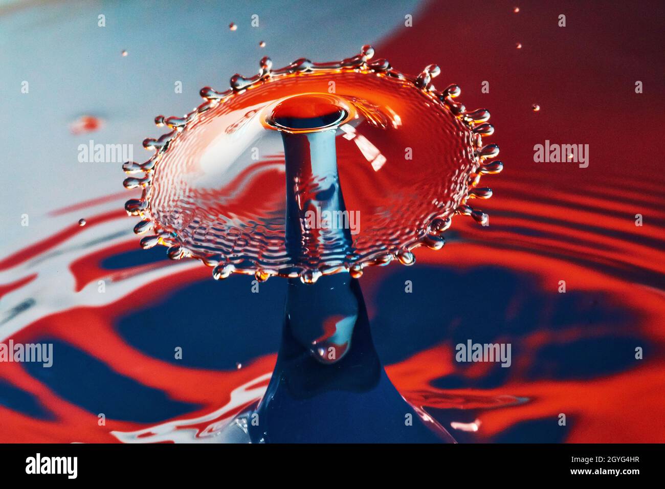 Parfait champignon d'eau sur surface bleu clair et rouge Banque D'Images