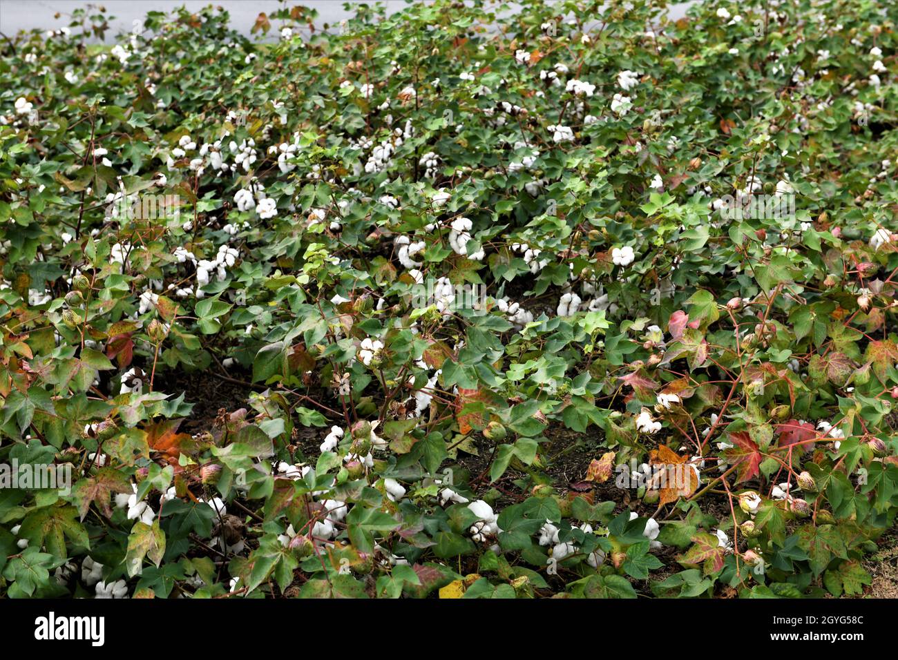 Très grand coton Banque D'Images