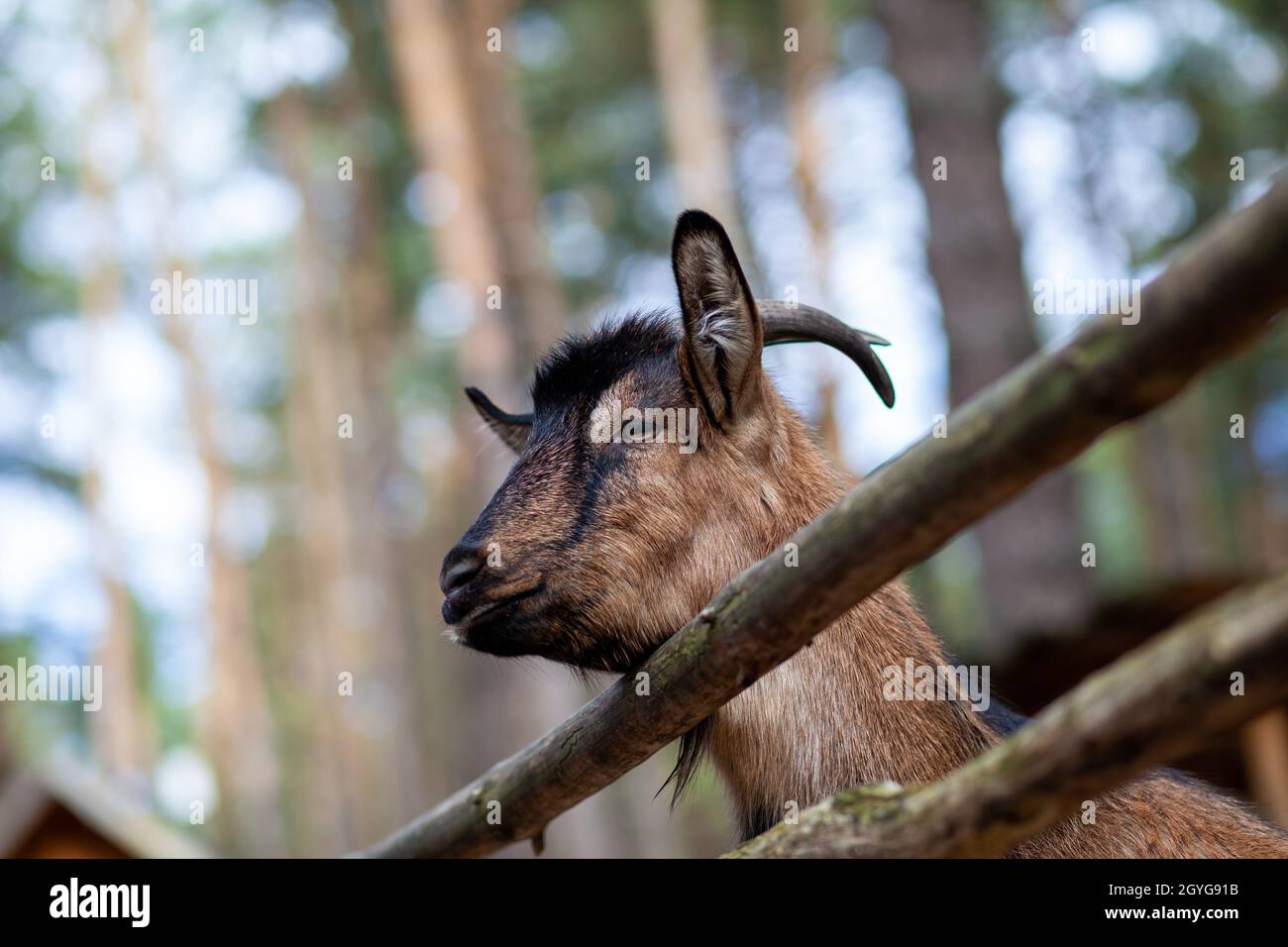 Une chèvre à cornes regarde à travers une clôture en bois. L'animal demande de la nourriture aux visiteurs. Coin rural. Banque D'Images