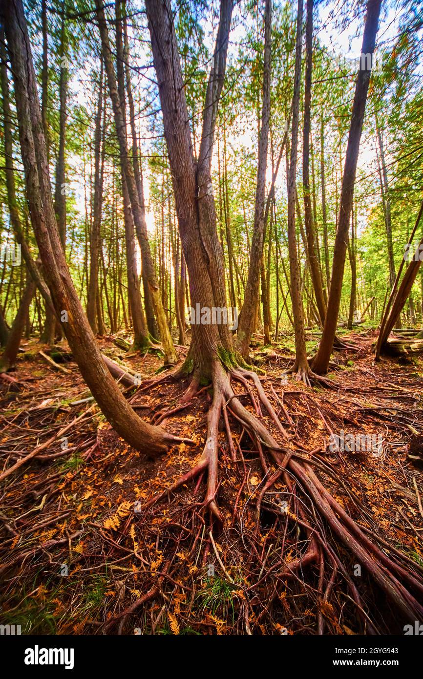 De grands arbres dans une zone boisée avec des racines rouges exposées et un arbre en forme de J. Banque D'Images