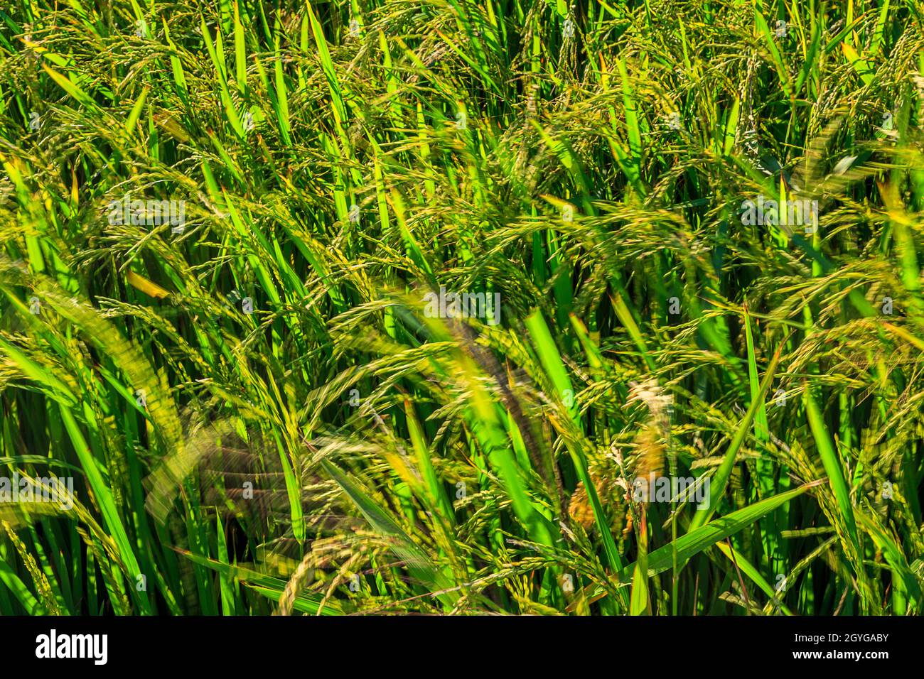 Gros plan de l'herbe de riz et des grains dans le champ de riz de Hoi an. Banque D'Images