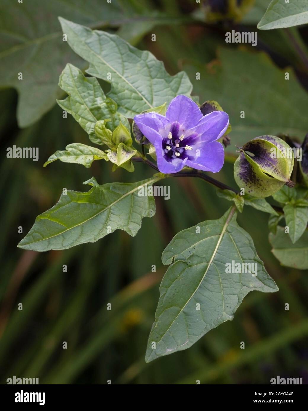 Pomme du Pérou fleur et fruit enfermés dans le calice et les feuilles du Reader Rock Garden, Calgary, Alberta, Canada. Niandra physalodes Banque D'Images