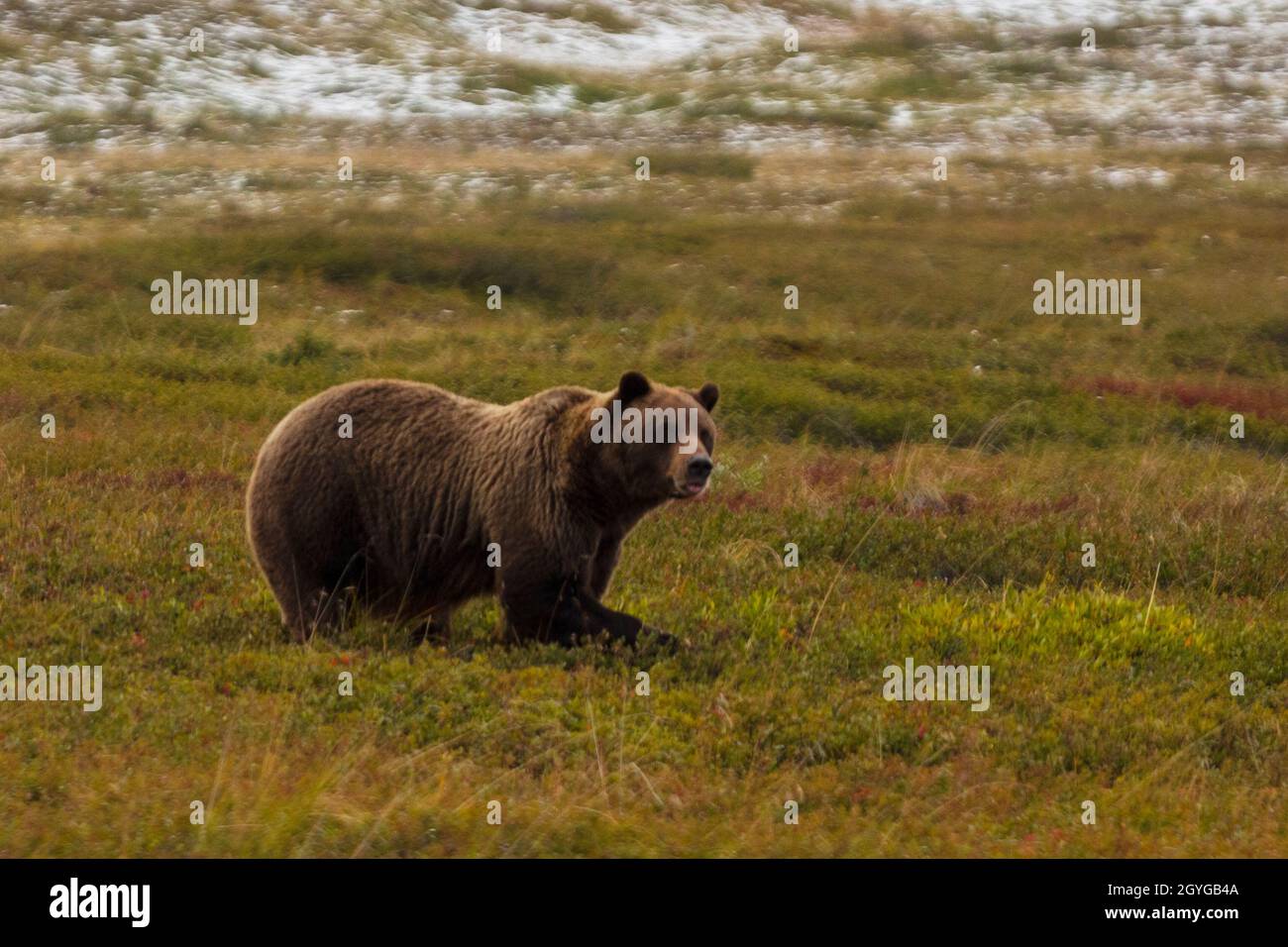 Un GRIZZLI (Ursus arctos horribilis) fourre des baies dans la toundra - PARC NATIONAL DENALI, ALASKA Banque D'Images