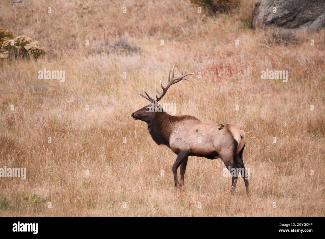Automne Colorado Elk rut saison Buck Doe Mountain Front Range Banque D'Images