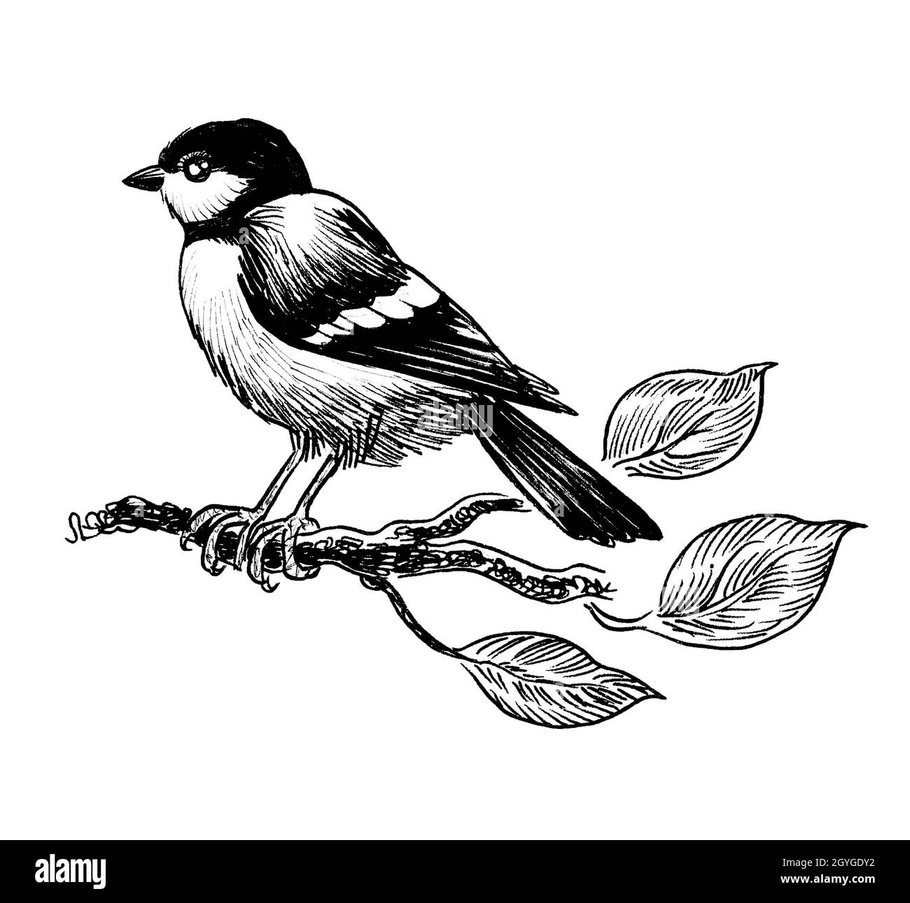 Oiseau assis sur une branche d'arbre. Encre noir et blanc dessin d'un oiseau assis sur une branche d'arbre Banque D'Images