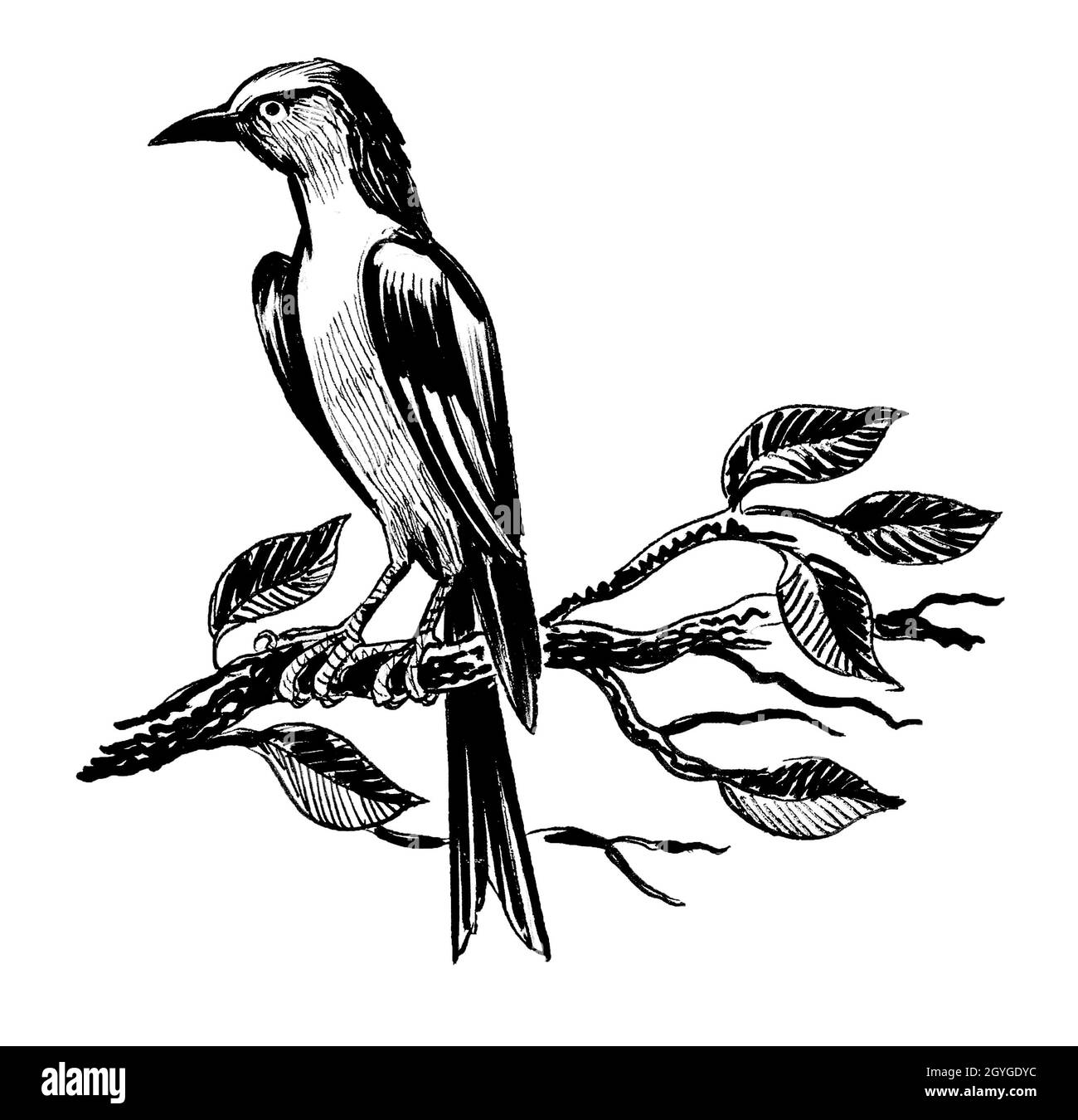 Oiseau assis sur une branche d'arbre. Encre noir et blanc dessin Banque D'Images