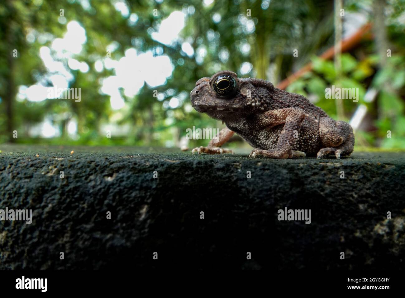 Macro-image grand angle avec diffuseur flash d'une jolie grenouille assise sur une feuille dans son habitat naturel Banque D'Images