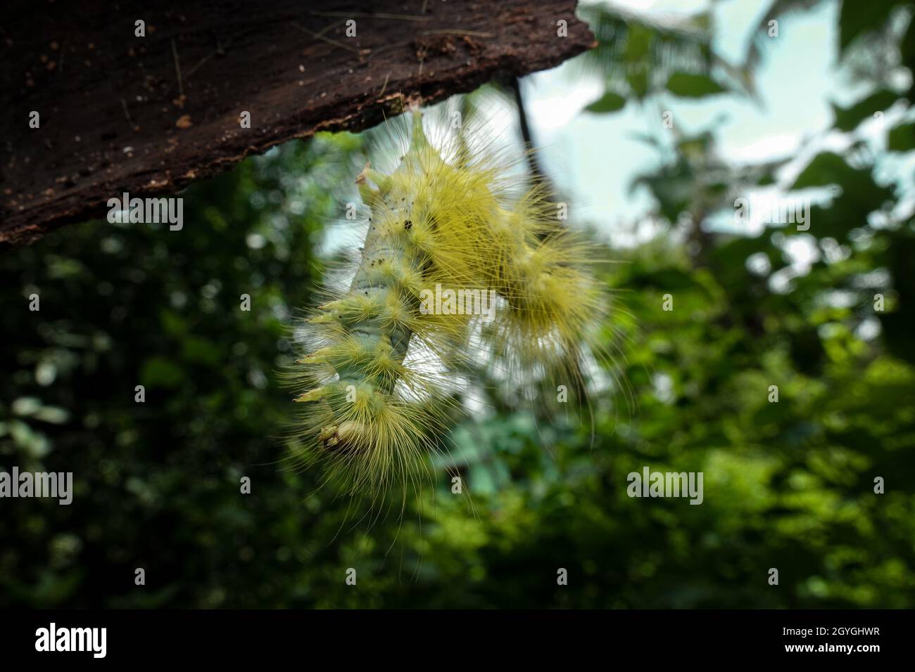 Les chenilles jaunesvertes floues sont des larves qui se tournent vers — free download